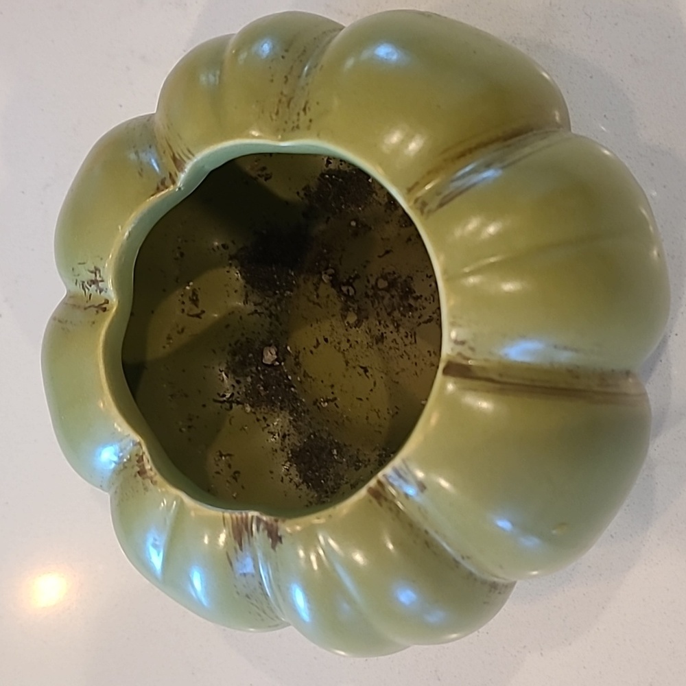 Green Gourd / Tomatoe planter